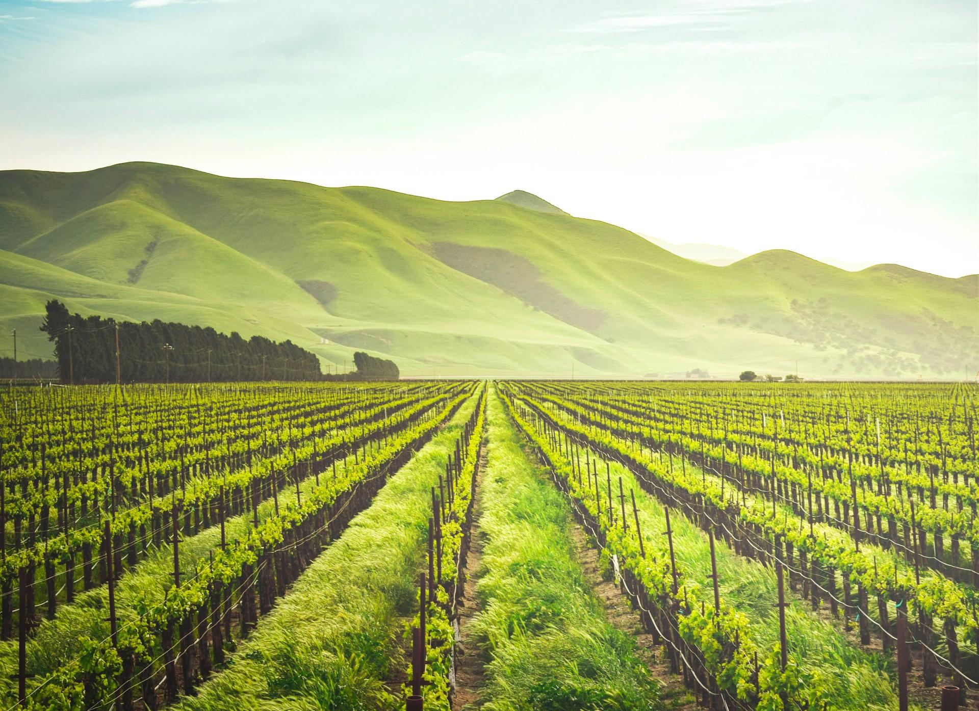 green leafed plants during daytime